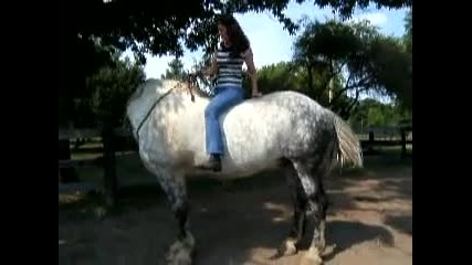 Голям Кон - Big Horse - Percheron 