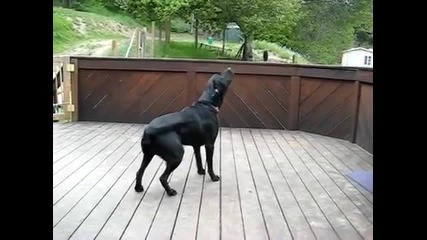 И кучето не разбра какво става (смях)