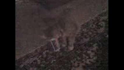 My Cat