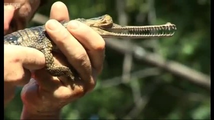 Endangered gharials - Deadly 60 - Bbc 