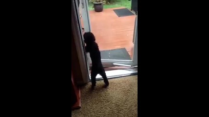Куче отваря вратата на друго куче