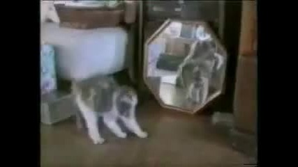 Funny Cats 