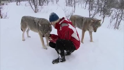Мъж и Жена се сприятеляват с вълци !