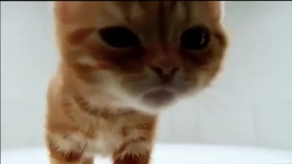 Omg Cute Cat!