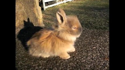 4 Weeks Old Baby Lionhead Bunny 