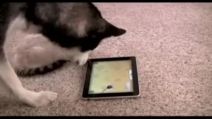 ipad игра за котки