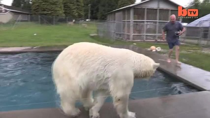 Да плуваш с полярна мечка