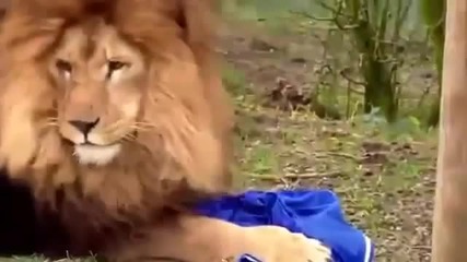 Лъв разкъсва тениска на Челси