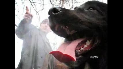 Деян и Бойко Неделчеви - От икебана дървесата ги боли 