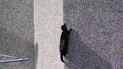 Котка се катери като нинджа !