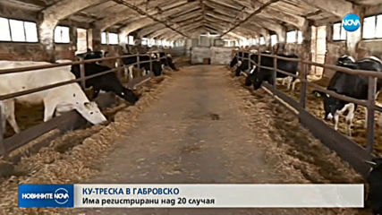 КУ-ТРЕСКА В ГАБРОВСКО: Има регистрирани над 20 случая