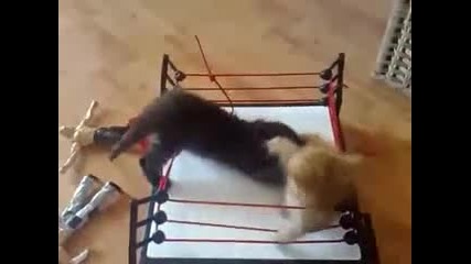 Котешки бой на ринга