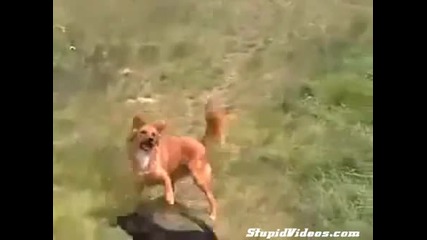 Куце техно фен (смях)