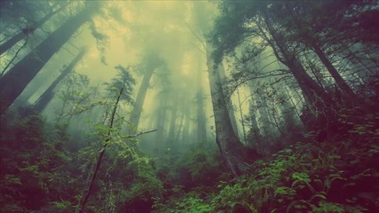 Dreams Of Nature - Desolate Fields