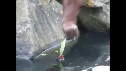 Орангутан вади пиленце от водата!