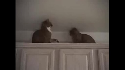 Кеч Между Котки