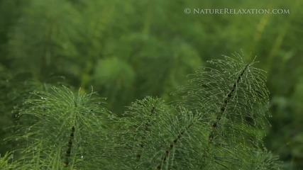 Redwood Forest Hd Nature Relaxation Video Just Sounds 1080p Hd