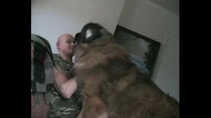 херкулес, едно от огромните кучета по света 