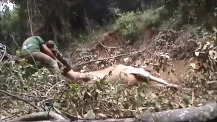 Giant Anaconda attacks