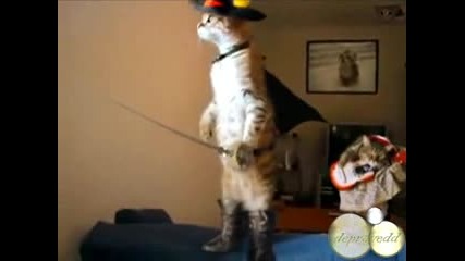 Котката от Шрек в реалността ;д