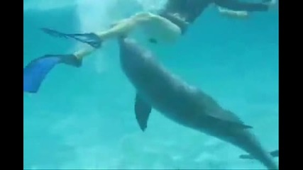 Къде се опитва да влезе този перверзен делфин ?