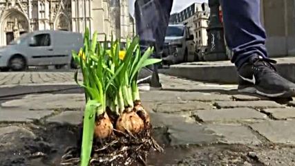 ЦВЕТЕН ПРОТЕСТ: Мъж "ремонтира" дупки по улиците с цветя