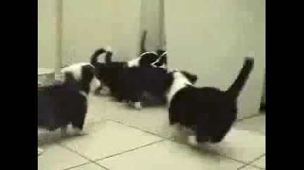 Сладки кученца атакуват котка (смях )