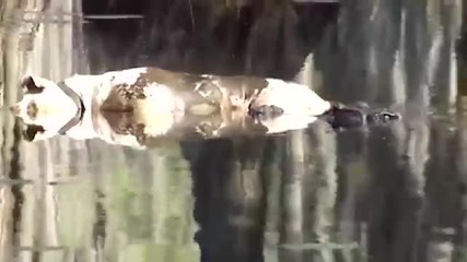 Алигатор Убива Булдог