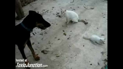Котка защитава бебе коте от доберман