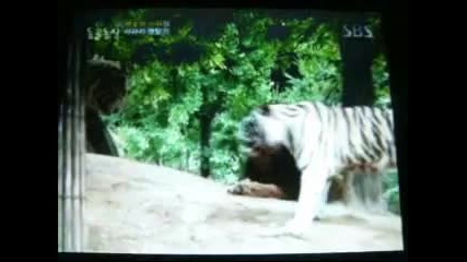 Tiger vs Lion, Tiger try to scare Lion 
