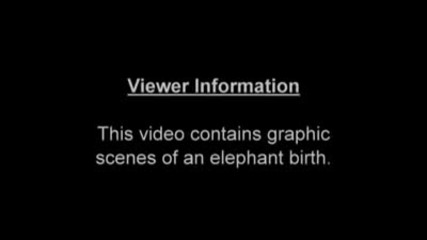 Как ражда слона - майката колко е прецизна