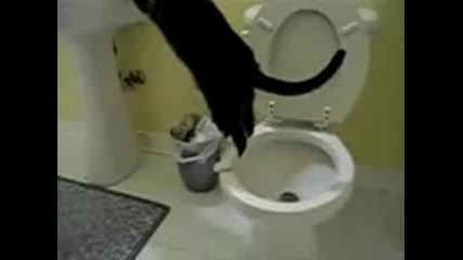 Funny Cat