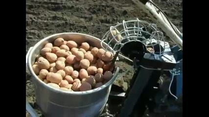 Как се сеят картофи в Русия!