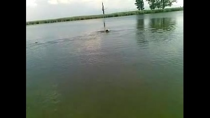 фокстериер апорт от вода 