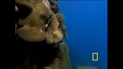 National Geographic - West Indian Ocean