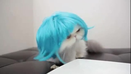 Коте със синя перука