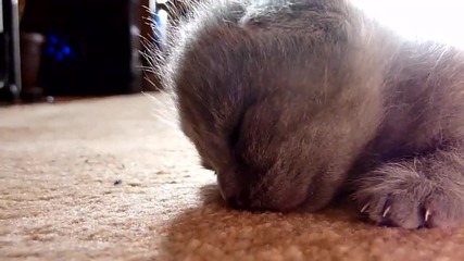 Сладки малки котенца