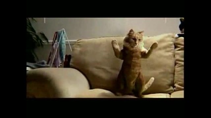Hip Kitty 15 