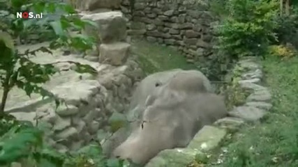 Слон пада и си чупи бивна
