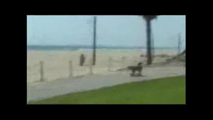 Very Funny Animals
