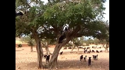 Стадо от кози необичайно пасат по клоните на голямо дърво !