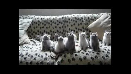 Най - Сладките Котенца На Света