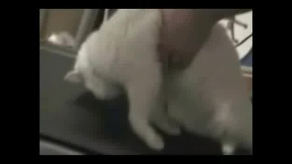 Най - Мързеливата Котка На Света - Мързия Дори И Да Ходи