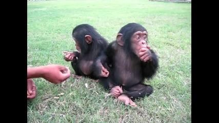 Малки Маймунчета(шимпанзе)