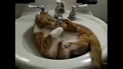 Котка се опитва да пие вода от чешмата 