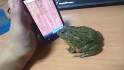 Лакома жаба