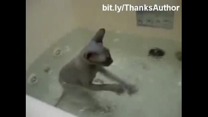 Смях! Котки под вода