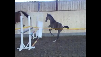 Mare and foal, loose jumping
