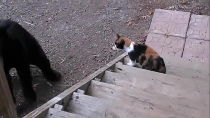 Котката показа кой е шефа