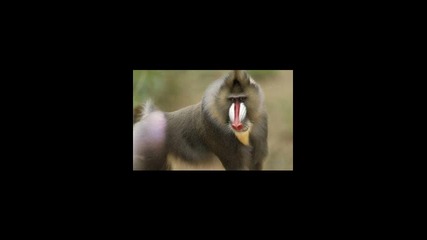 Прегладнели маймуни атакуваха родителите на Питър Крауч 